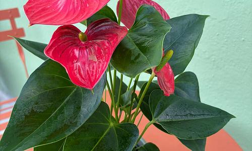 Anthurium Plant