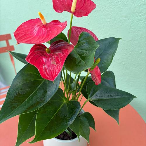 Anthurium Plant