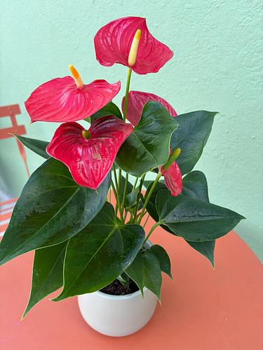 Anthurium Plant