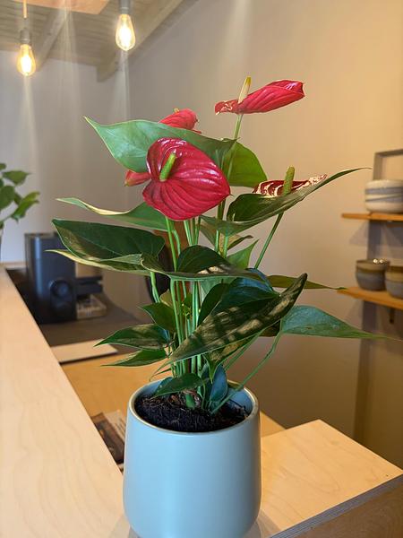 Planten