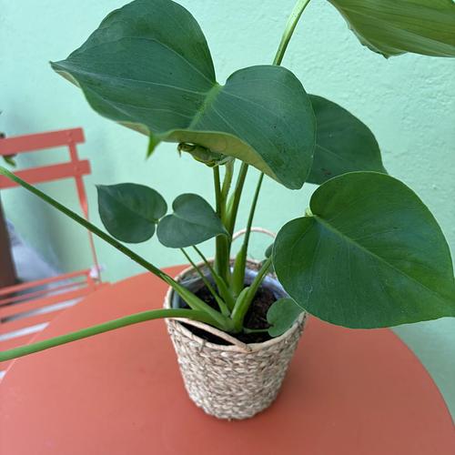Monstera Plant
