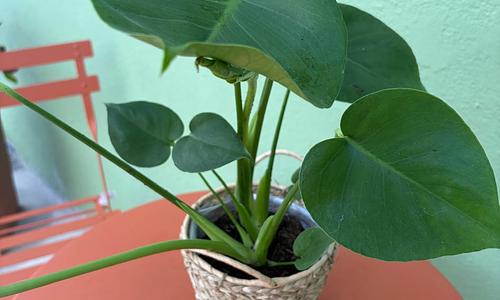 Monstera Plant