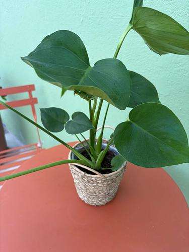 Monstera Plant