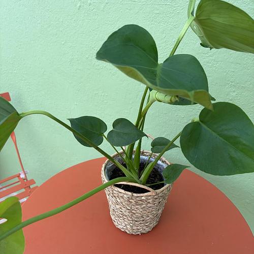 Monstera Plant