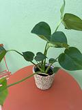 Monstera Plant 2