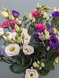 Mixed Lisianthus 2