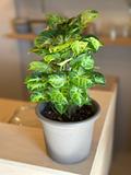 Pixie Plant 1