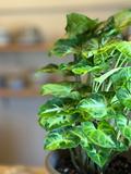Pixie Plant 2