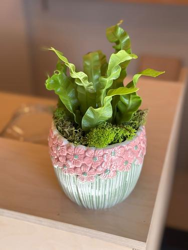 Asplenium nidus Plant