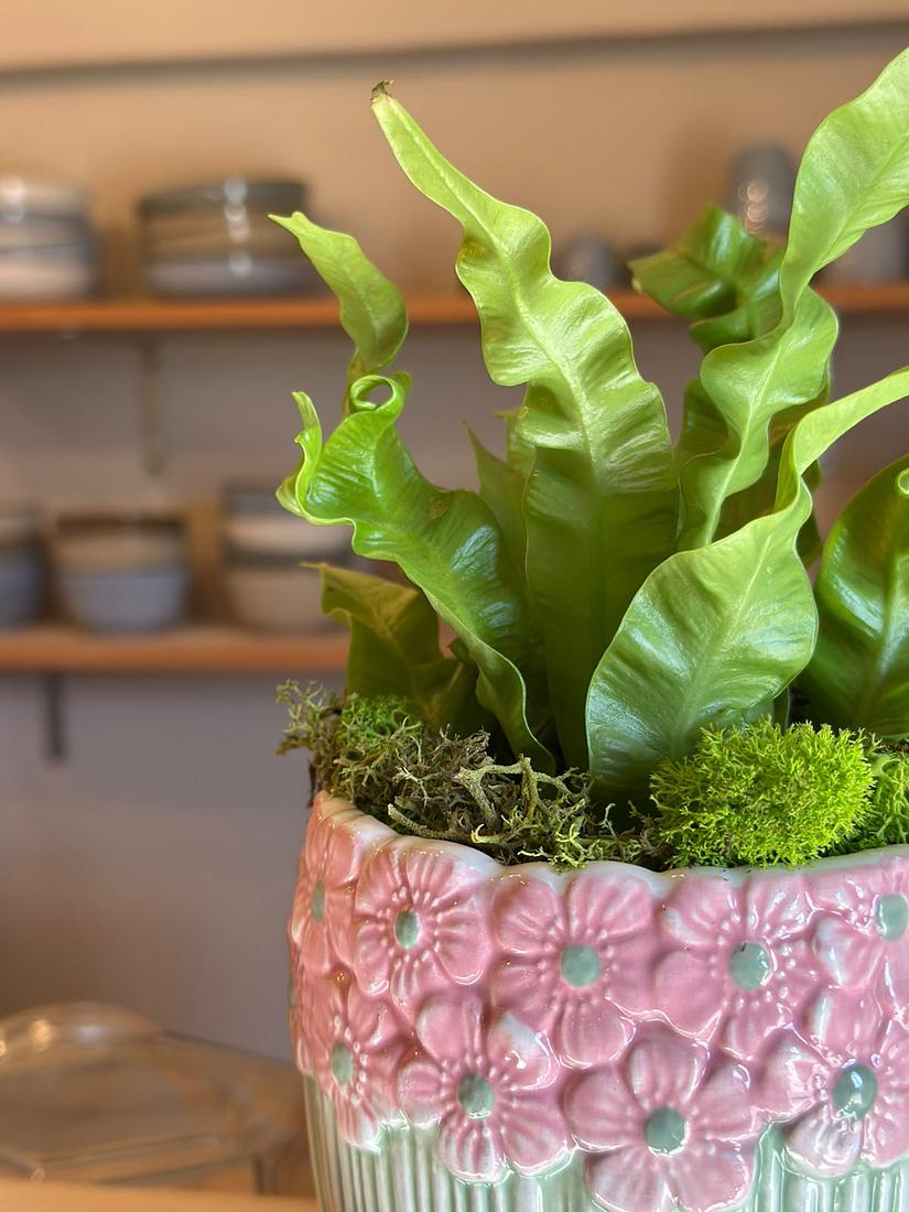 Asplenium nidus Plant