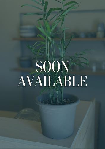Parlor Palm