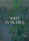 Parlor Palm 2
