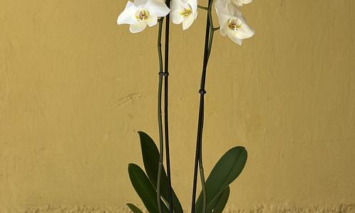 Orquídea en maceta