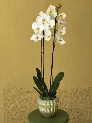 Orchidee in pot