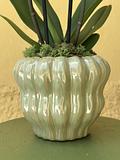 Orchid in pot 3