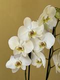 Orchid in pot 2