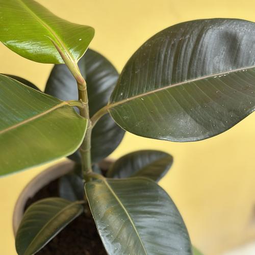 Rubber Tree Plant
