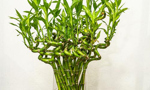 Lucky Bamboo